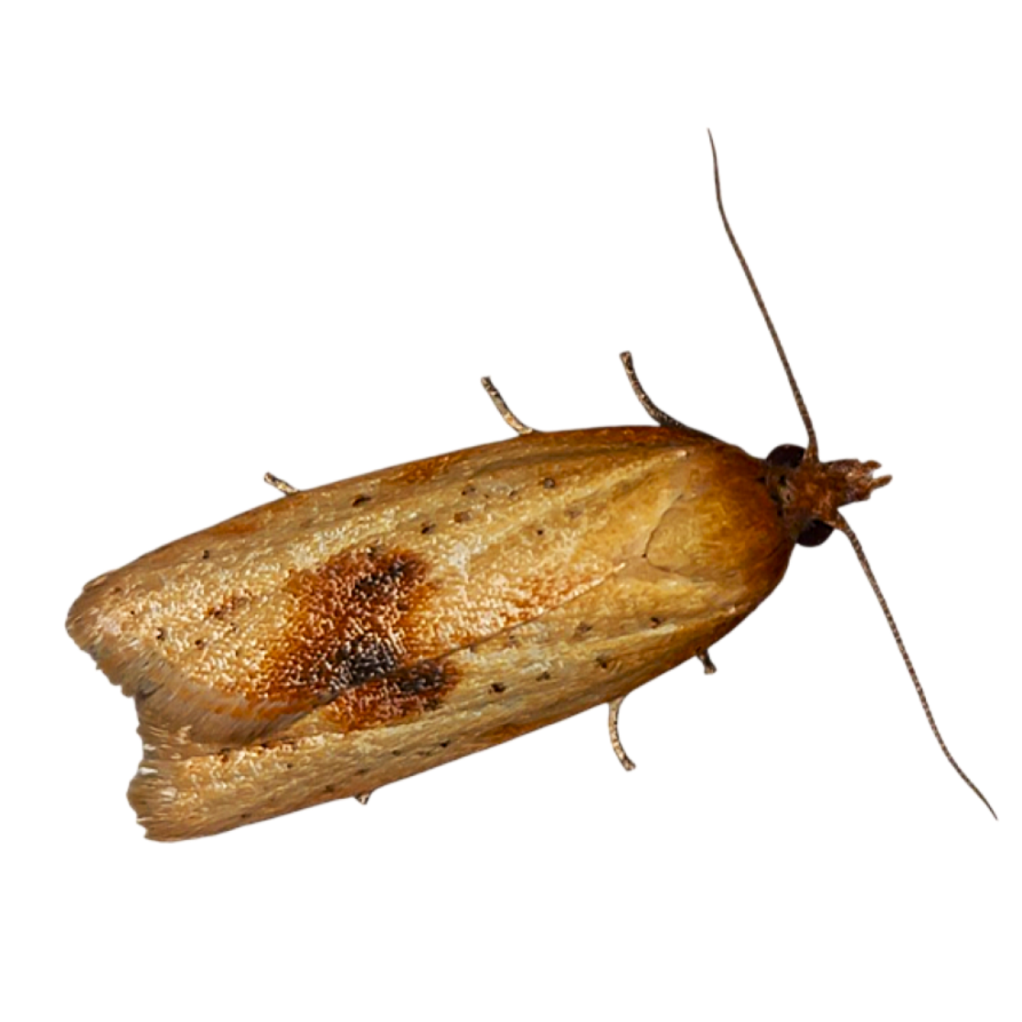 Epichoristodes acerbella